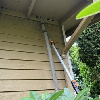 Bee’s Knees Apiaries - Wasp nest - Pest Control Near Me