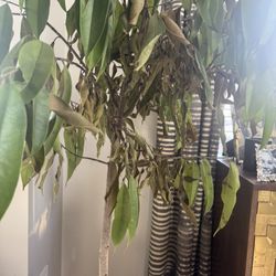 Good Roots