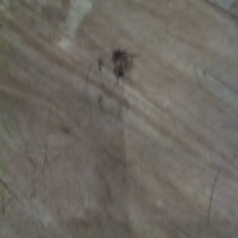 Spanky's Beachside - Got this roach 2' from my table while waiting on my food.   Ugh - Seafood Near Me - Tybee Island, Georgia