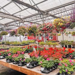 Gray's Garden Center - Flower selection