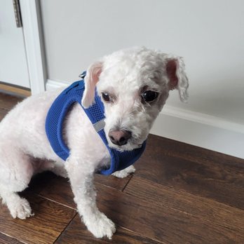 Petropolis - Be careful while choosing Petropolis for grooming. Attached pic is of our bichon who was rendered as goat. - Pet Sitting Near Me - Chesterfield, Missouri Petropolis - Be careful while choosing Petropolis for grooming. Attached pic is of our bichon who was rendered as goat. - Pet Sitting Near Me - Chesterfield, Missouri