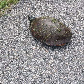 Henricus Historical Park - Turtles along thentoad - Landmarks & Historical Buildings Near Me - Chester, Virginia Henricus Historical Park - Turtles along thentoad - Landmarks & Historical Buildings Near Me - Chester, Virginia