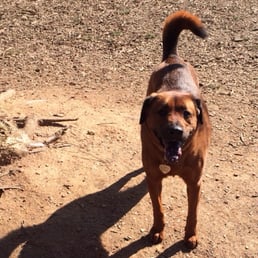 Dog park!!!! Dog park!!!!