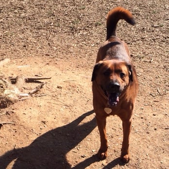 Oakhurst Dog Park - Dog park!!!! - Dog Parks Near Me - Decatur, Georgia Oakhurst Dog Park - Dog park!!!! - Dog Parks Near Me - Decatur, Georgia
