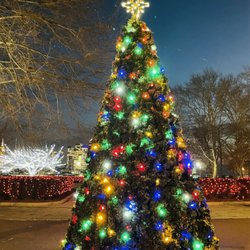 Beautiful tree