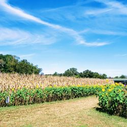 Kyker Farms Corn Maze