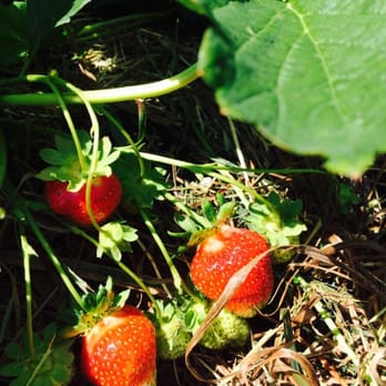 Wegmeyer Farms - Almost ripe for picking - Do-It-Yourself Food Near Me - Hamilton, Virginia
