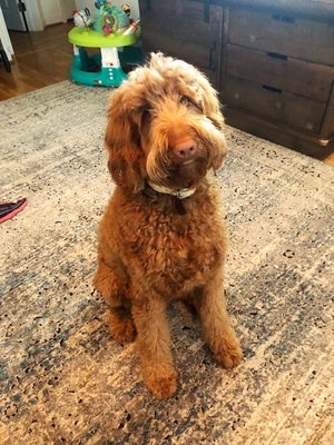 aprils poodles and doodles