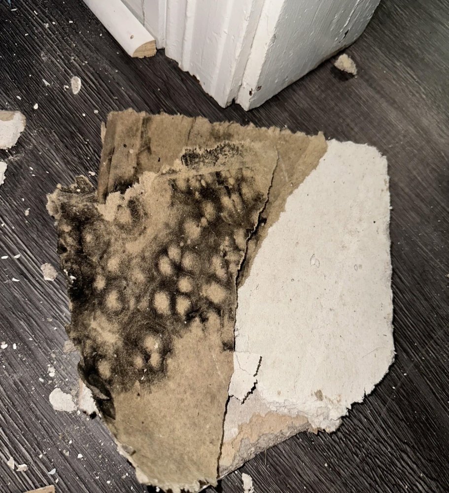 Mold Inspection Pro - mold inspector in Los Angeles, CA