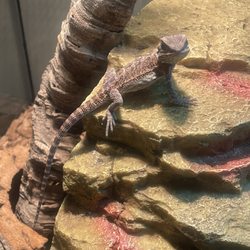 Cold Blooded Exotics