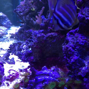 The Ocean Floor 89 Photos 99 Reviews Pet Stores 2347 W