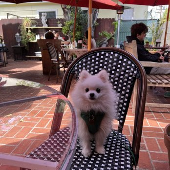 Golightly Training - Pet Training Near Me Golightly Training - Pet Training Near Me