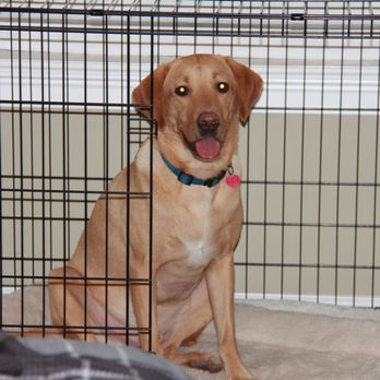 Heel Yeah K9 Training - Pet Training Near Me Heel Yeah K9 Training - Pet Training Near Me