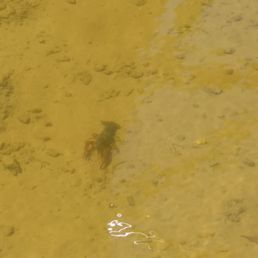 Crawfish in the Rail Blazer pond.