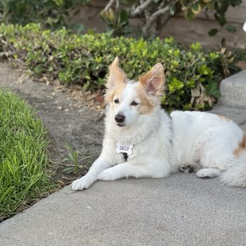Banfield Pet Hospital - Daisy - Veterinarians Near Me - Brea, California Banfield Pet Hospital - Daisy - Veterinarians Near Me - Brea, California