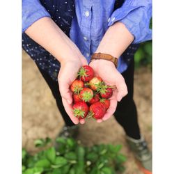 Koch Family Farm - Berry picking