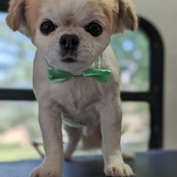 Vroom Grooms - Pet Groomers Near Me Vroom Grooms - Pet Groomers Near Me