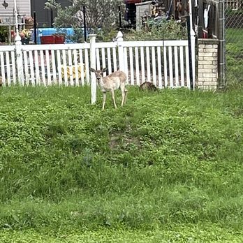 Elm Creek Park - Deer - Parks Near Me - Kerrville, Texas Elm Creek Park - Deer - Parks Near Me - Kerrville, Texas