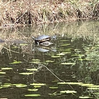 Kalmia Gardens - The fake turtle really got us! - Botanical Gardens Near Me - Hartsville, South Carolina Kalmia Gardens - The fake turtle really got us! - Botanical Gardens Near Me - Hartsville, South Carolina