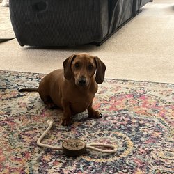 Brown's Sitting Services - Jake says 'Hi' and can't wait to see you next time we travel!