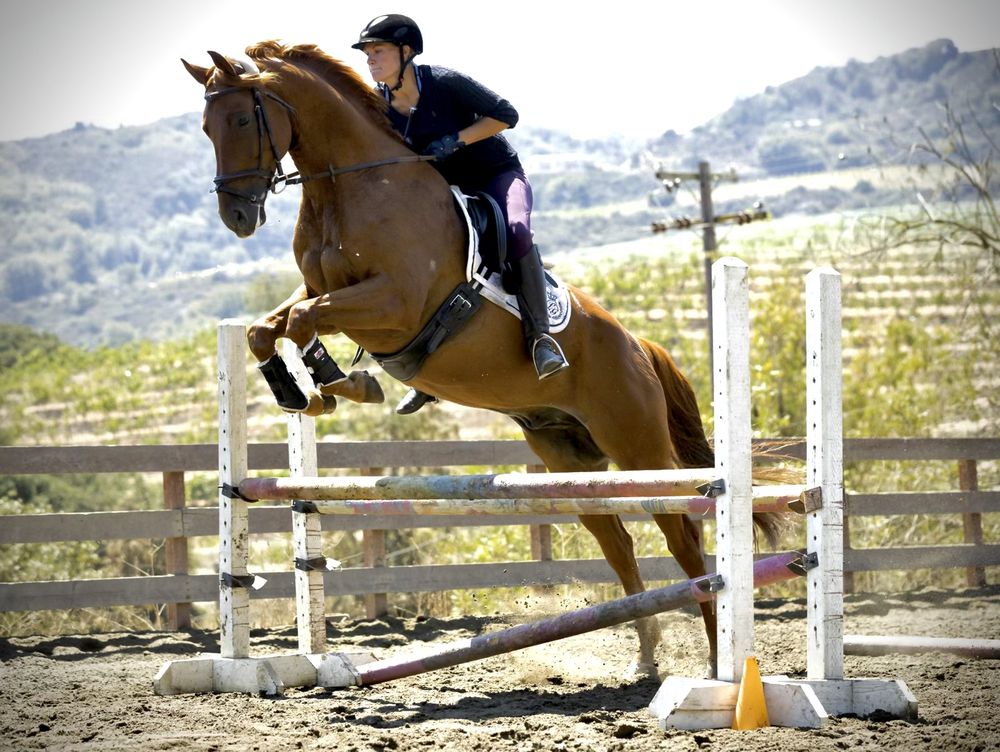 ABequestrian Logo