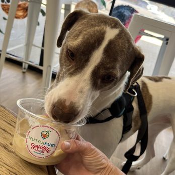 NutraFuel Smoothie Bar - Juice Bars & Smoothies Near Me - Springdale, Arkansas NutraFuel Smoothie Bar - Juice Bars & Smoothies Near Me - Springdale, Arkansas