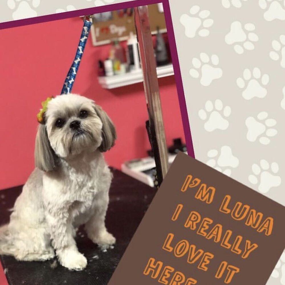 The Dogg Lounge - Pet Groomers Near Me - Whittier, California The Dogg Lounge - Pet Groomers Near Me - Whittier, California