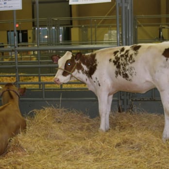 Del Mar Fairgrounds - mooooo - Stadiums & Arenas Near Me - Del Mar, California Del Mar Fairgrounds - mooooo - Stadiums & Arenas Near Me - Del Mar, California