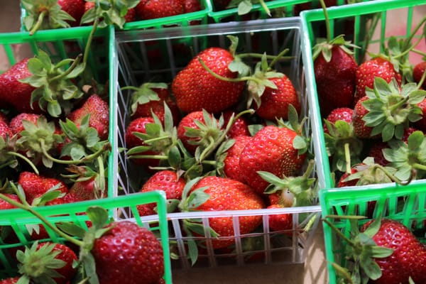 Lafayette Farmers and Artisan Market at the Horse Farm by null