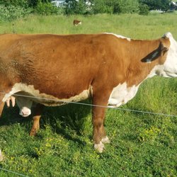 Rayba Acres Farm - Baby calf peeking out under Mom