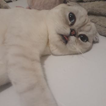 Lulu's Kittens Scottish Folds - Pet Breeders Near Me - Brisbane, California