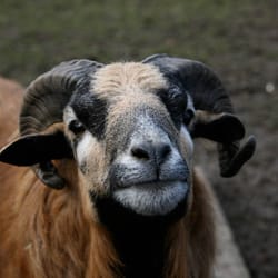 Kleintierpark Bad Schönborn