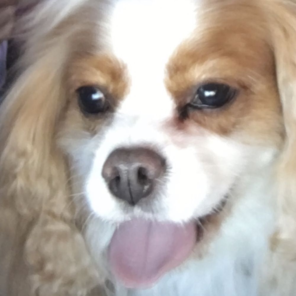 Dog Bennett