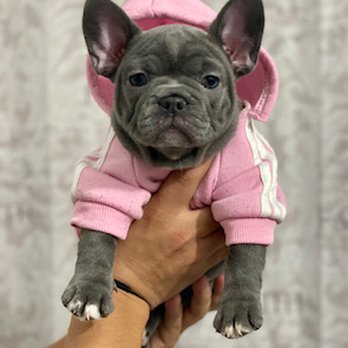 Farfalla Frenchies - Pet Breeders Near Me - Loxahachhe, Florida Farfalla Frenchies - Pet Breeders Near Me - Loxahachhe, Florida