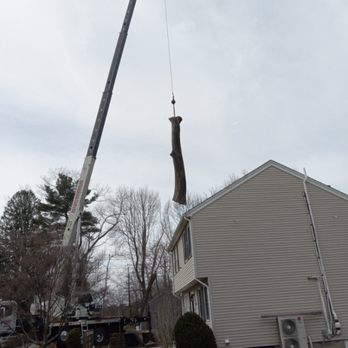 NEED TREE WORK ? - Tree Services Near Me - Norfolk, Massachusetts