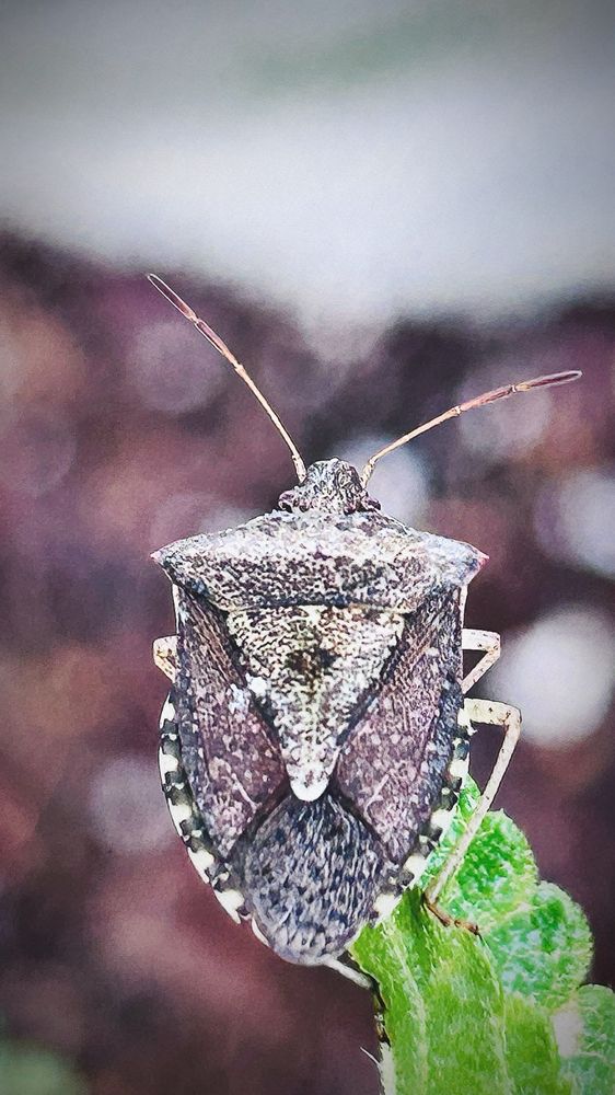 City of Forest Acres - social services organization in Columbia, SC