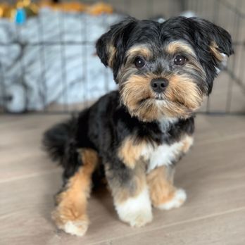 PetSmart - Grooming by Kelly - Pet Training Near Me - Northbrook, Illinois PetSmart - Grooming by Kelly - Pet Training Near Me - Northbrook, Illinois