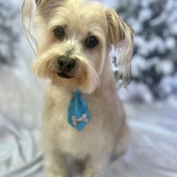 Stacy’s Dog Grooming - Dog grooming