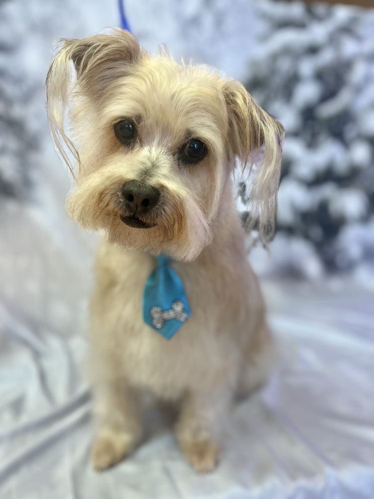 STACY’S DOG GROOMING Updated October 2024 Request an Appointment