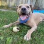 Humane Society of Clinton County