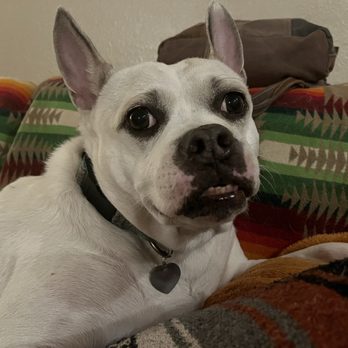Dog Supplies Outlet - Pet Stores Near Me - Las Vegas, Nevada Dog Supplies Outlet - Pet Stores Near Me - Las Vegas, Nevada