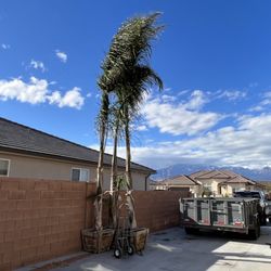 Gonzalez Lawn Care - Piru queen Palms