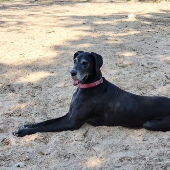 Prestonwood Kennels Pet Resort - Laci - We can enjoy our family vacation KNOWING our girls are happy and safe. - Pet Sitting Near Me - Houston, Texas Prestonwood Kennels Pet Resort - Laci - We can enjoy our family vacation KNOWING our girls are happy and safe. - Pet Sitting Near Me - Houston, Texas