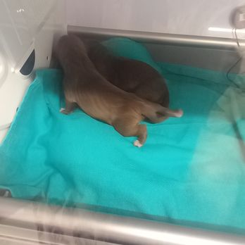 Veterinary Emergency Group - Two of the pups in the incubator after delivery - Emergency Pet Hospital Near Me - Larkspur, California