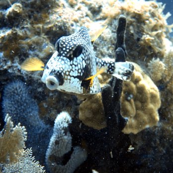 Red Hook Dive Center - Free Diving Near Me - East End, Virgin Islands