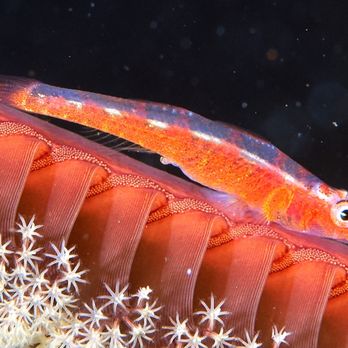 Rivers to Reef - Wire Coral Goby - Travel Agents Near Me