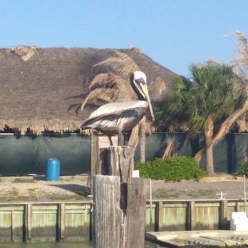 TopWater Grill - Pelican - Seafood Near Me - San Leon, Texas TopWater Grill - Pelican - Seafood Near Me - San Leon, Texas