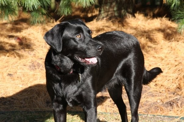 Slide of Flame Furnace