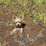 Photo of A Hair of the Dog Grooming