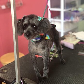 Clip-n-clean - Love ING the doo - Pet Groomers Near Me - Anderson, Indiana